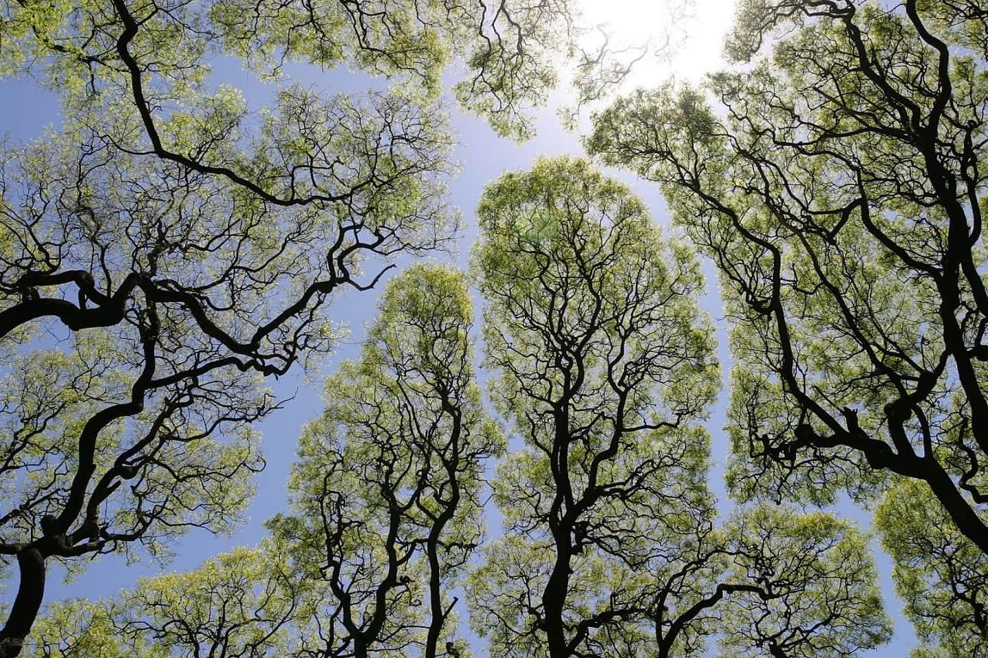 Crown shyness observed in some trees