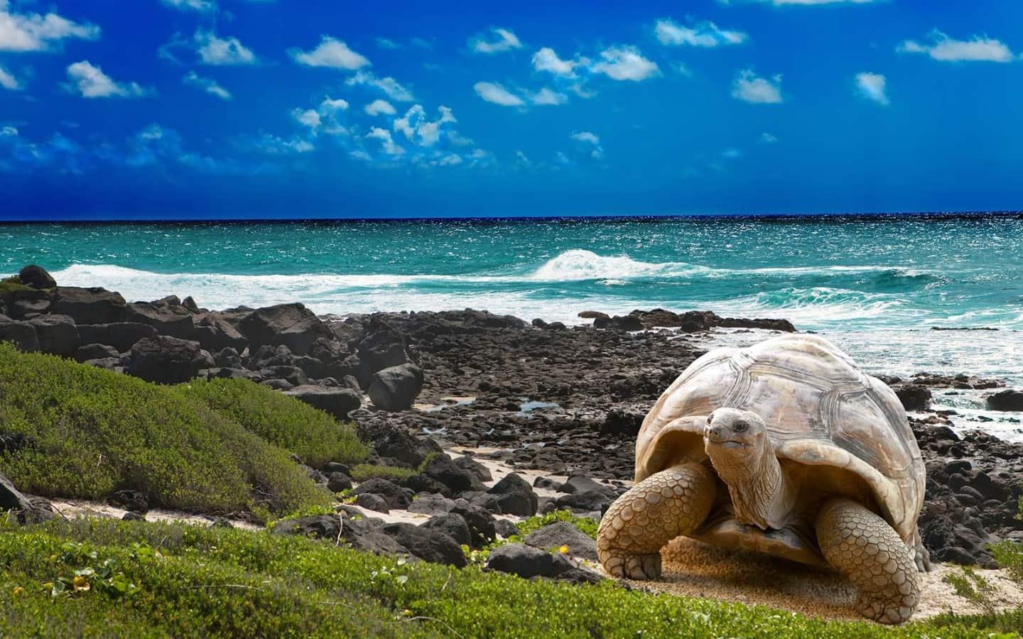 Galapagos tortoise