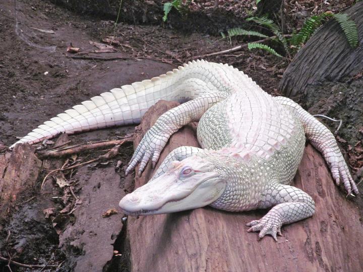 Cocodrilo albino