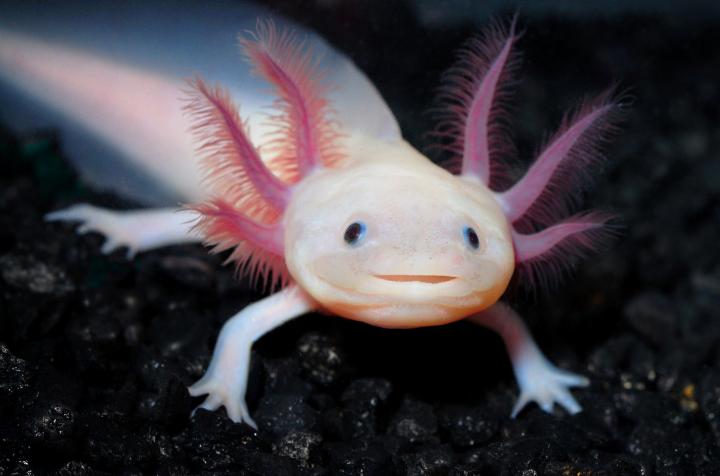 El axolotl puede regenerar sus extremidades