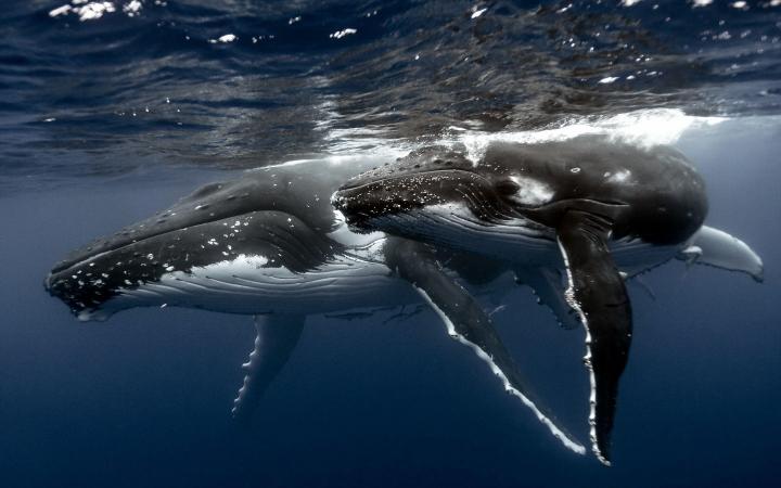 Las ballenas van acumulando cerumen durante toda su vida