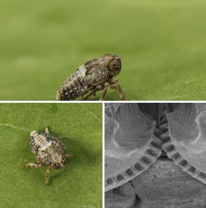 Issus Coleoptratus insecto con engranajes