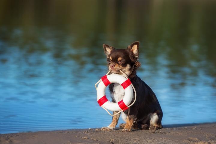 Perro con flotador