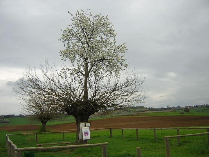 Árbol doble de Casorzo