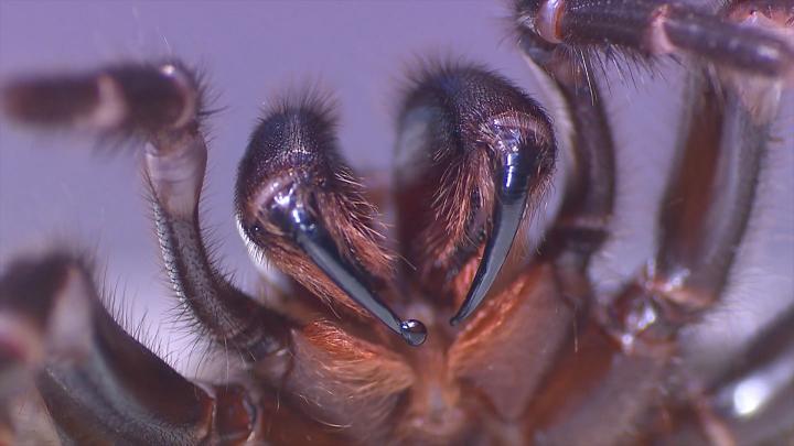 Araña de Sydney con gota de veneno