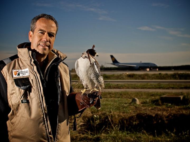 Los halcones ahuyentan aves que podrían crear incidentes