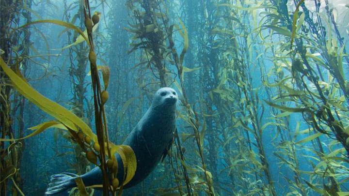 Bosques de kelp