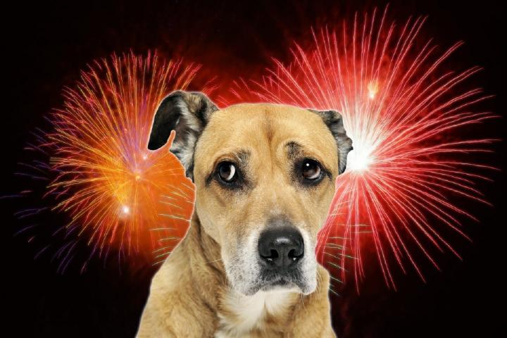 A los perros normalmente les asusta el ruido de los fuegos artificiales