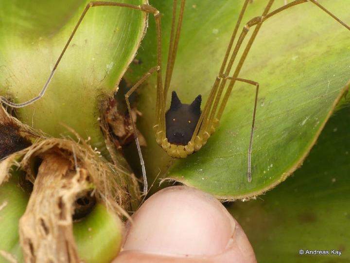 Andreas Kay Harvestman araña perro