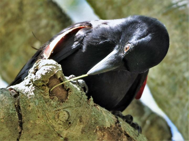 Un cuervo pescando con el anzuelo que ha fabricado