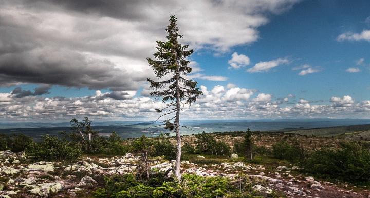 Old Tjikko árbol viejo longevo