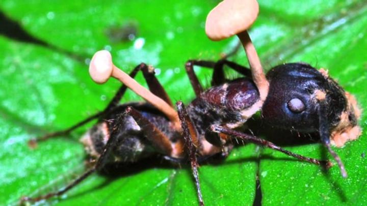 Hormiga infectada por Ophiocordyceps unilateralis