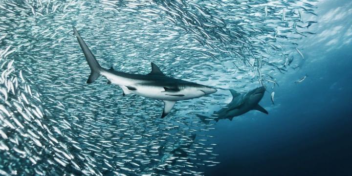 Sardine run y depredadores