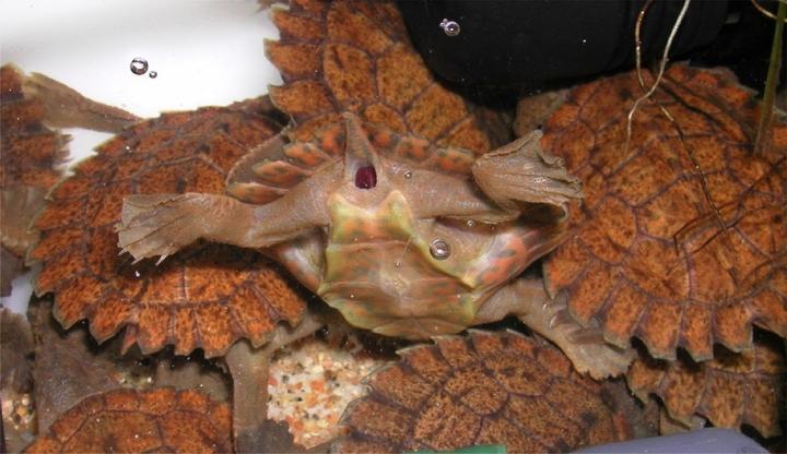 Las tortugas Fitzroy River no necesitan emerger para respirar