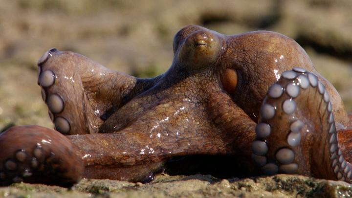  pulpo terrestre andando tierra firme