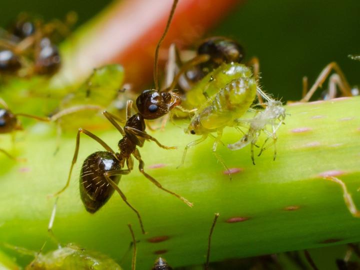 Hormigas granjeras