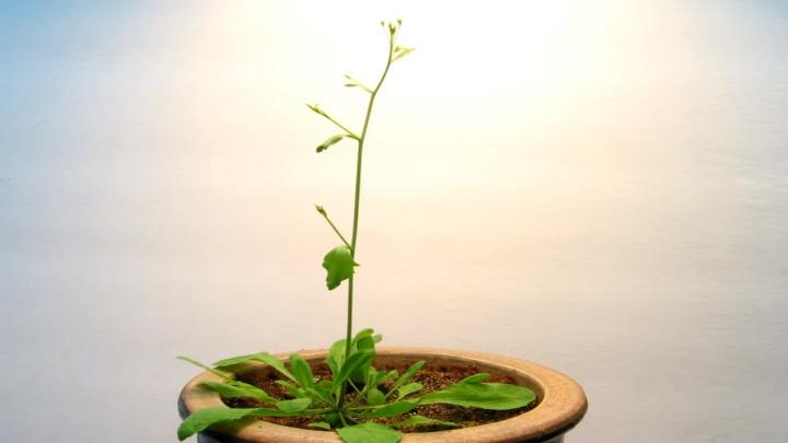 Arabidopsis Thaliana