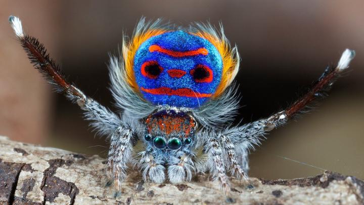 Araña pavo, unos preciosos colores no bastan para sobrevivir