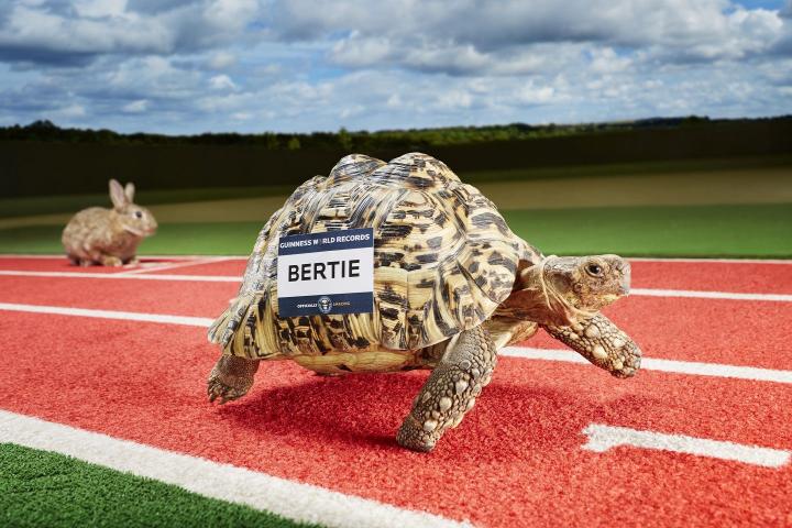 La tortuga "Bertie" 