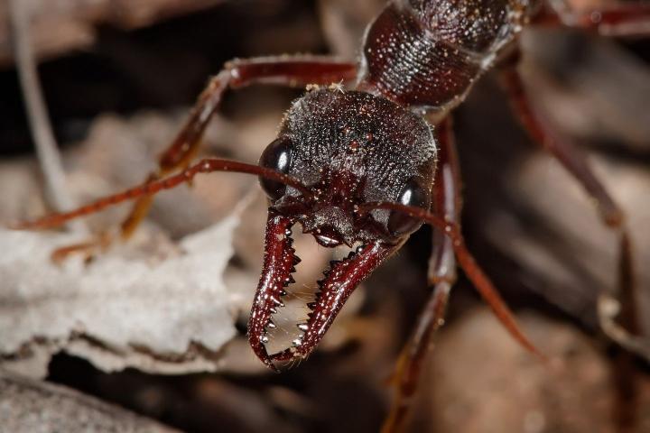 Hormiga bulldog (Myrmecia gulosa)