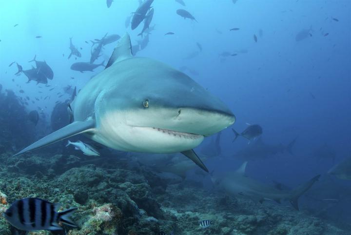 Tiburón toro en el mar