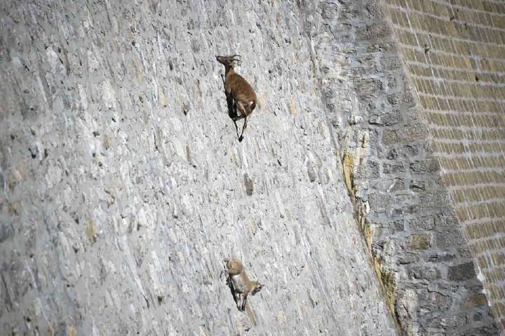 Cabras y su increíble habilidad trepando la presa