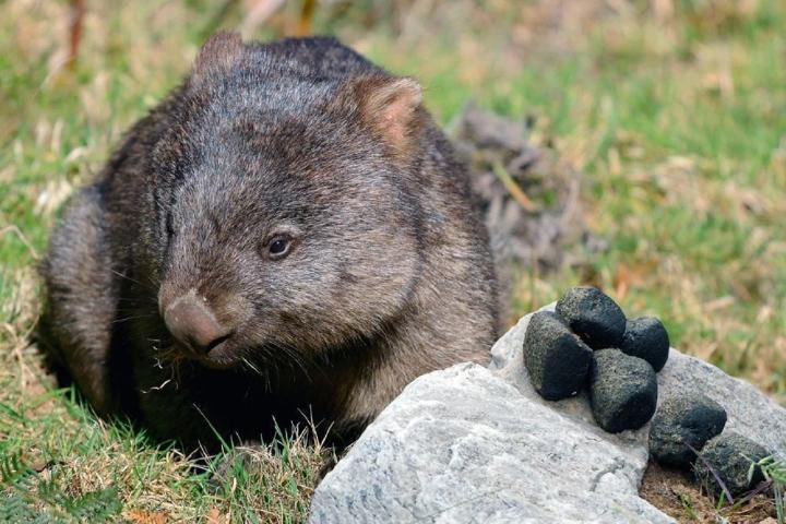 Los wombats son peculiares en muchos aspectos, incluso en sus deposiciones