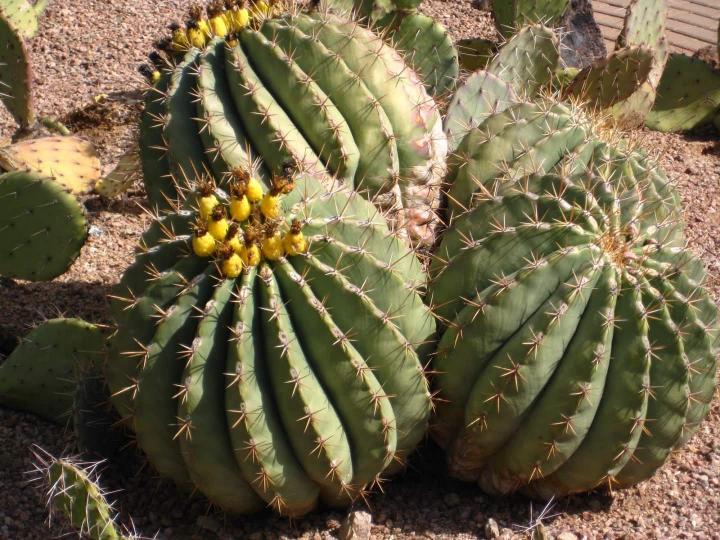 Sólo unas espinitas de nada te separan del agua potable