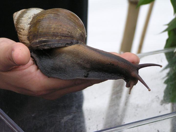 Caracol gigante africano (Achatina achatina)