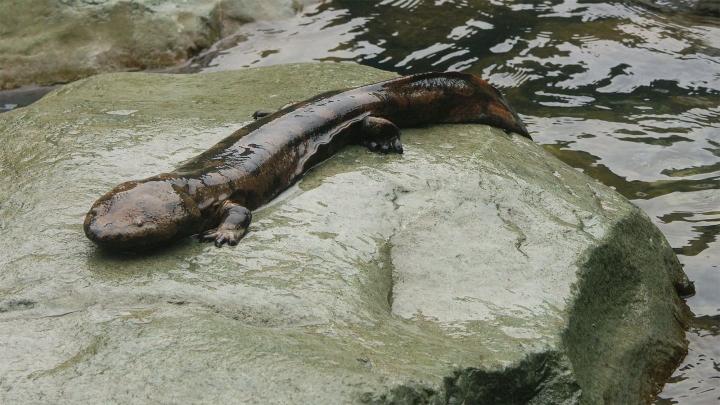 Salamandra gigante china