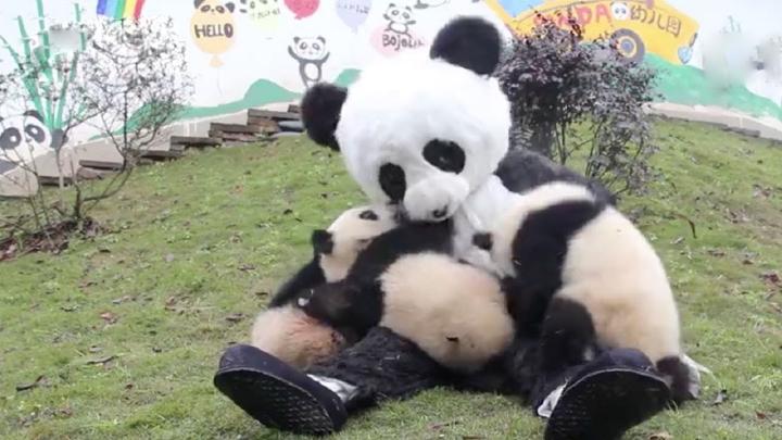 "Abrazador" de osos panda trabajando