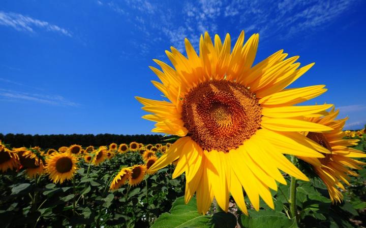 Girasoles apadrinados