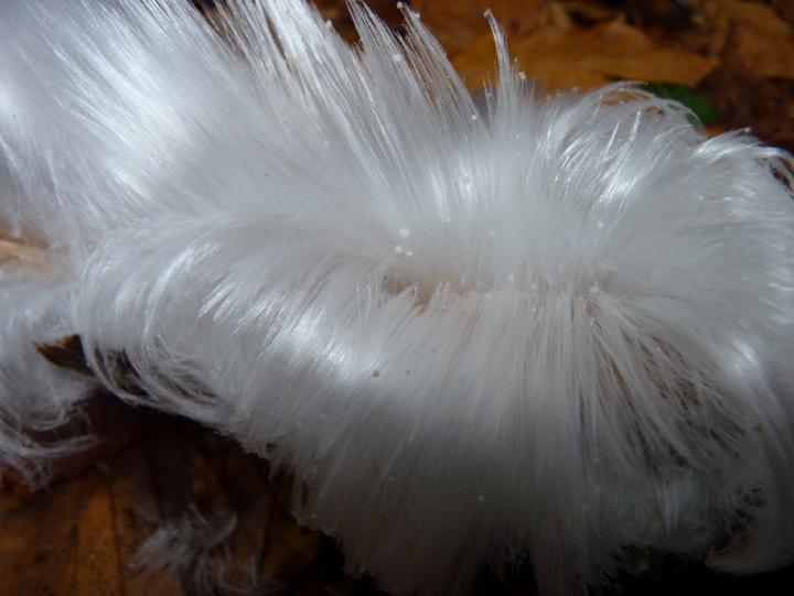 Hielo con aspecto de cabello sólo aparece sobre madera en descomposición.