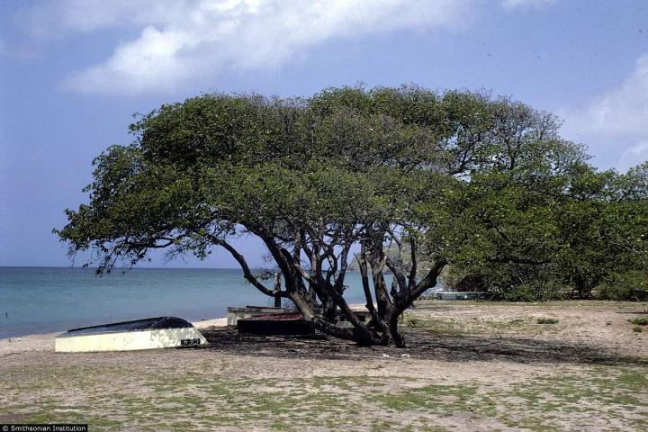 Manzanilla de la muerte, el árbol más peligroso del mundo