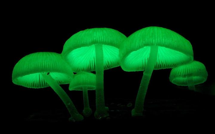 Mycena chlorophos brillando en la oscuridad