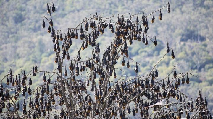 Una nube de murciélagos gigantes cubre la localidad