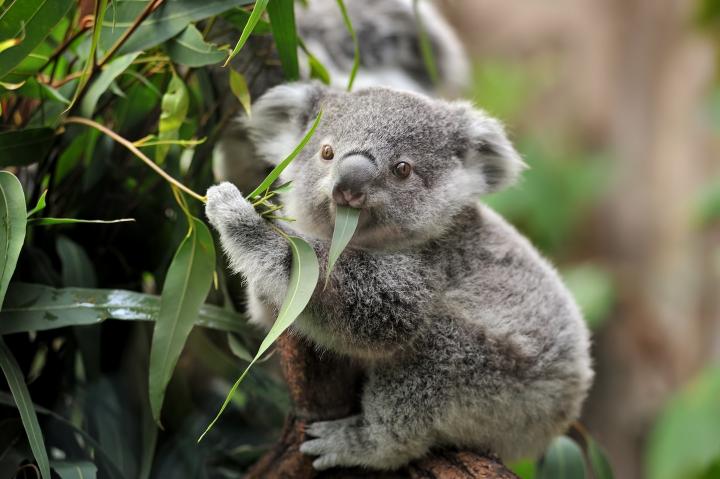 Koala comiendo hoja eucaliptus