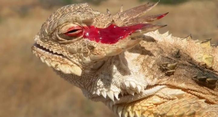  Lagarto cornudo con sangre junto a ojos