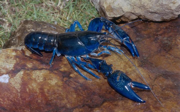 Langosta de color azul zafiro, una de las más raras del mundo