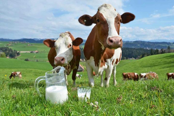 La lactasa hace posible que el ser humano digiera la leche