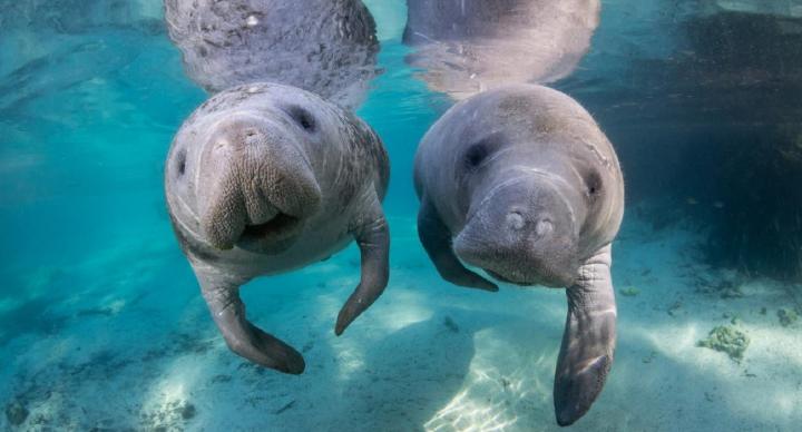 Manatees guardando en secreto cómo controlan la flotabilidad