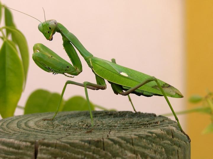 Mantis religiosa sólo tiene un oído