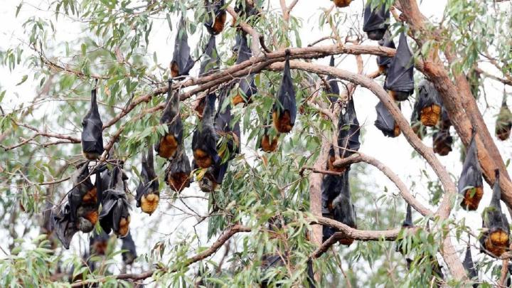 Crías de murciélagos gigantes en el árbol guardería