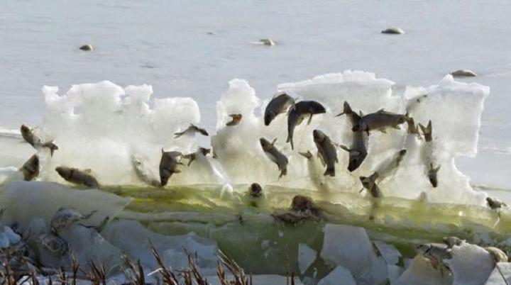 Peces congelados en pleno salto