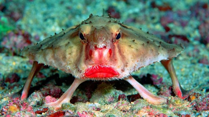 Pez red-lipped batfish