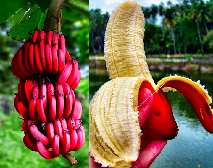 Plátanos rojos originarios de Ecuador con un delicioso sabor aframbuesado