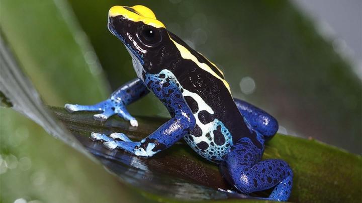 Rana venenosa dardo con colores vivos