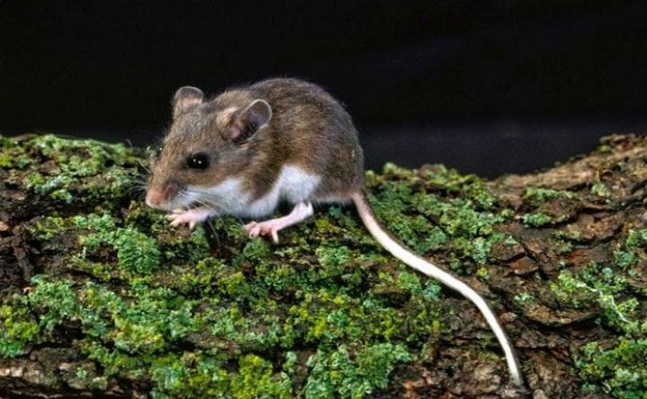 Ratón colilargo, cuyas heces transmiten el Hantavirus