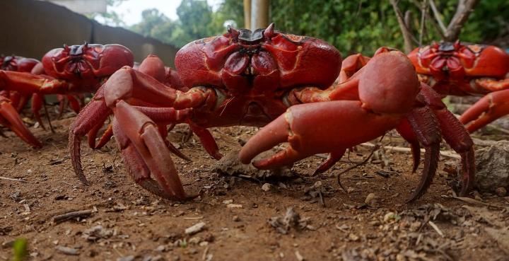 Millones de cangrejos rojos migran cada año a la playa