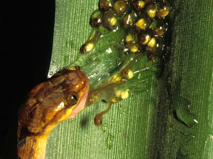 Los renacuajos de las Agalychnis Callidryas a la fuga antes de haber nacido